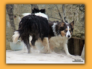 Toben am Strand von Nymindegab (3).jpg